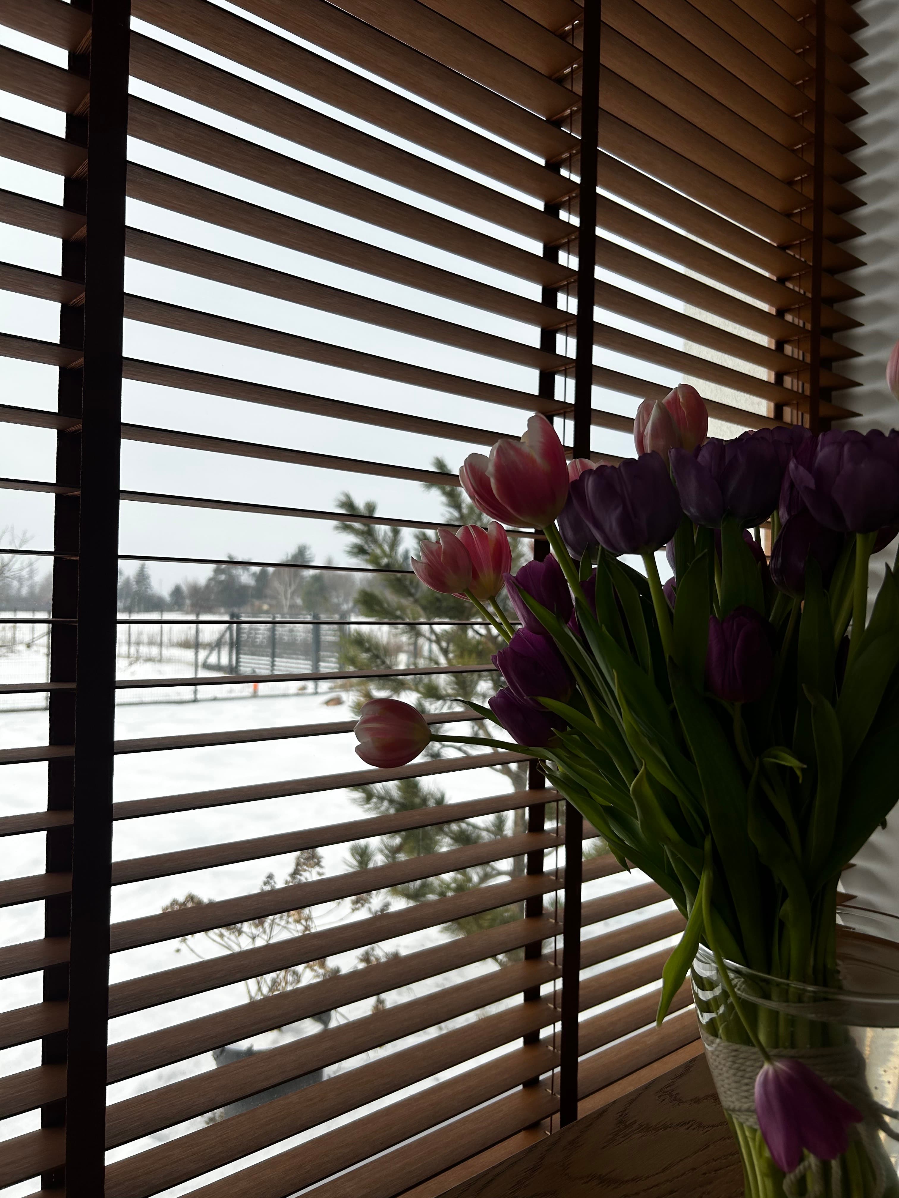 Purple and pink tulips in a glass vase against wooden blinds overlooking a snowy landscape.
